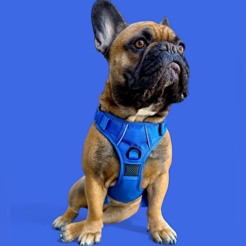 🦋B2G1🦋BEAST & BUCKLE Blue No Pull Harness & Leash Set | SMALL |